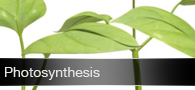 Photosynthesis