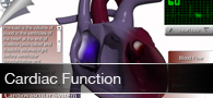 Cardiac Function